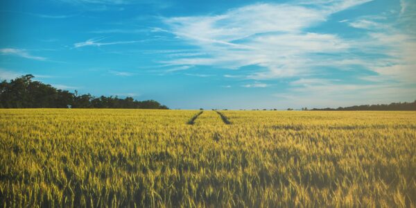 Agriculture picture