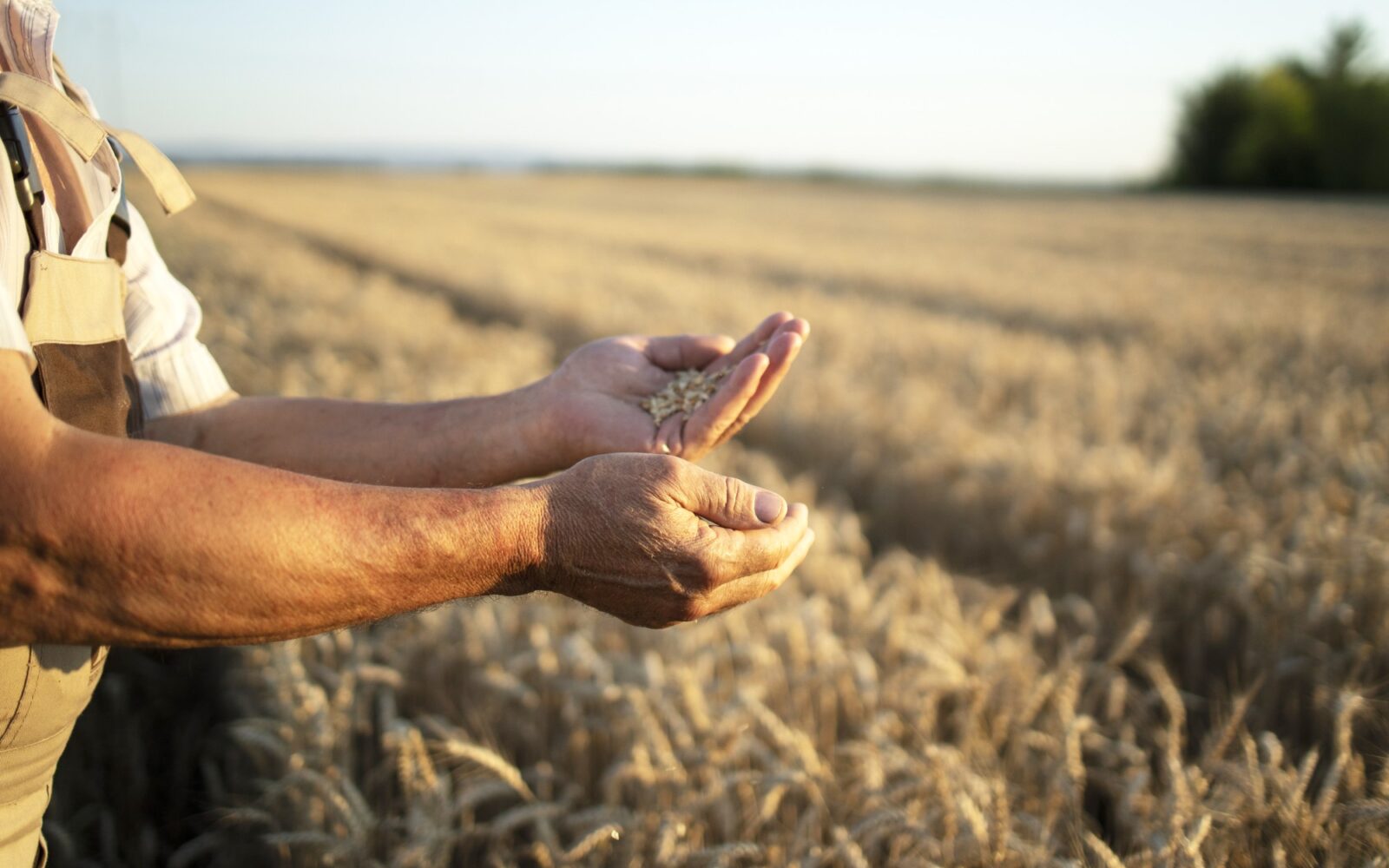 Farmers hands